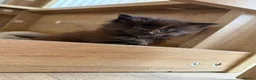 Maine Coon cats for sale: Maine Coon kittens  - Advert 21