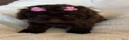 Cavapoo dogs for sale: Curly Toy Cavapoo’s from health tested parents - Advert 12