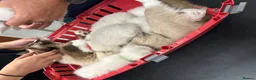Ragdoll cats for sale: Ragdoll Kittens in Brighton - Advert 5