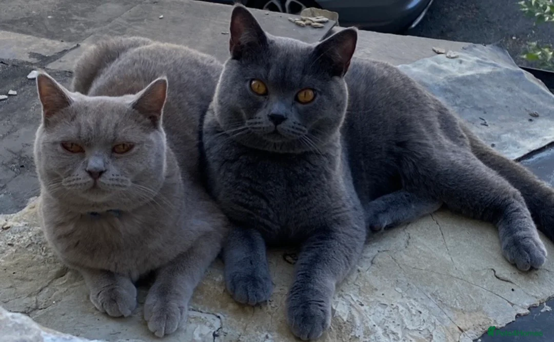 British Shorthair cats for sale: Four adorable pedigree British shorthair kittens  in London - Advert 12
