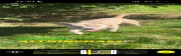 American Bully dogs for sale: Standard American Bully Male - Advert 4