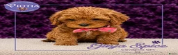 Cavapoo dogs for sale: 🐶 Beautiful F1 Cavapoo Puppies Ready Now 🐶 - Advert 4