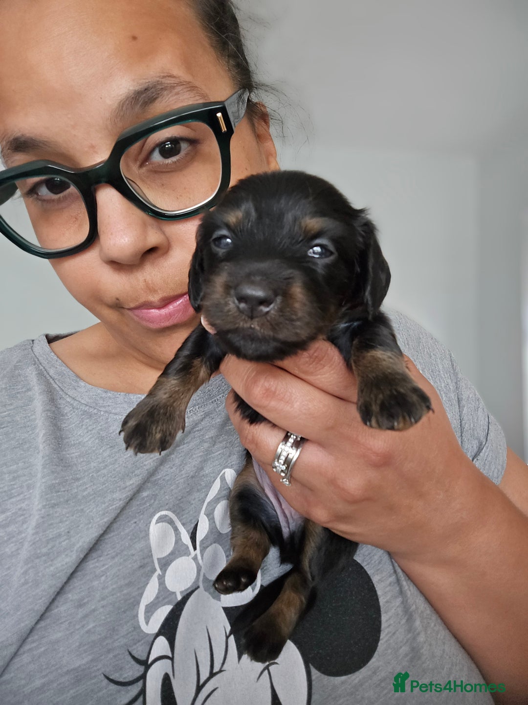 Miniature Dachshund dogs for sale: READY NOW. Rare long haired miniature dachshunds - Image 15