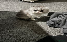 Persian cats for sale: Persian chinchilla kitten  - Image 13