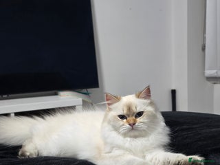 British Longhair cats Stunning Colour Point Girl - Advert 5