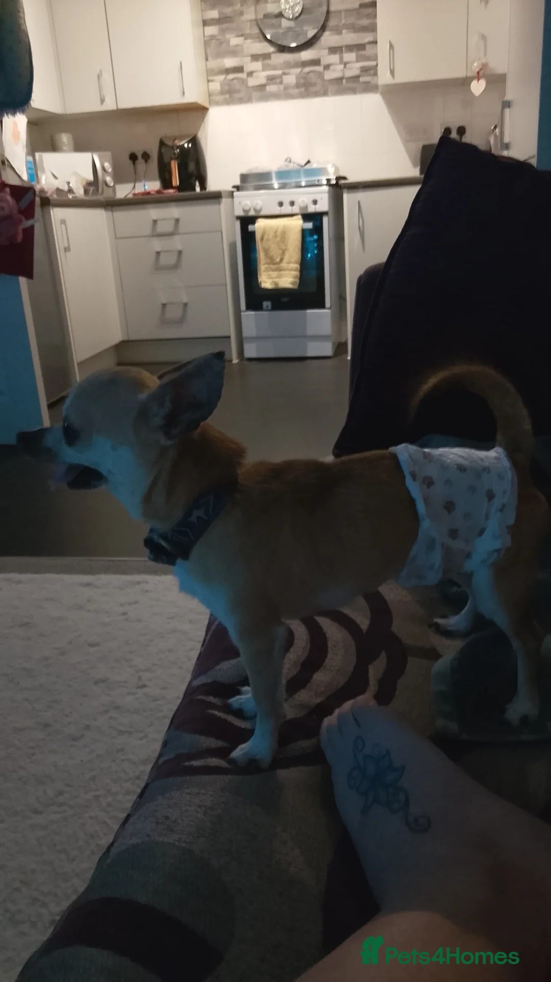 Chihuahua dogs for stud: Chihuahua for Stud - Advert 2