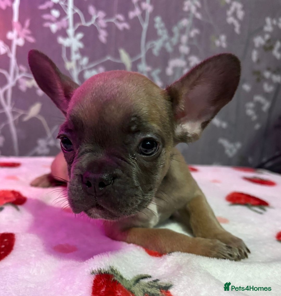 French Bulldog dogs for sale: French bulldog puppy’s - Image 19