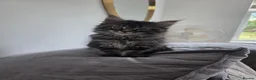 Maine Coon cats for sale: Ready now adorable maine coon Kittens 4bs & 1g - Advert 10