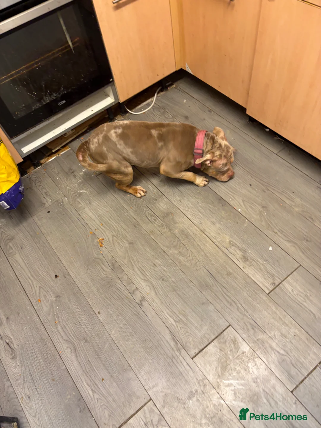 American Bully dogs for sale: 2 female pocket bully’s for rehoming - Advert 2