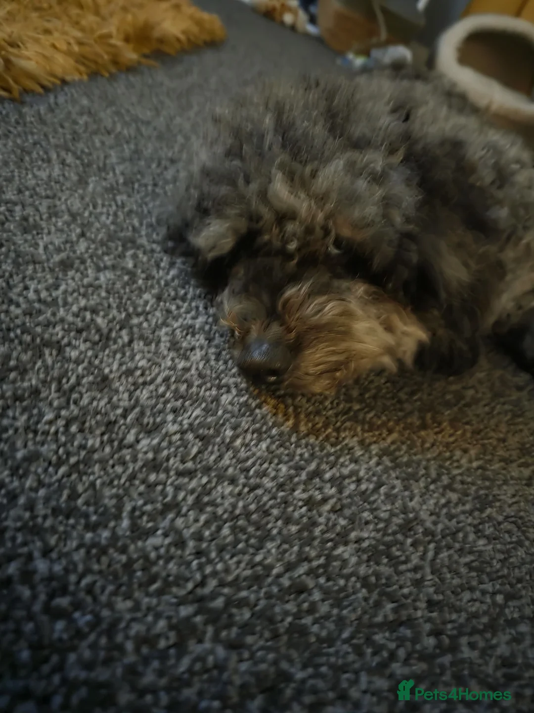 Toy Poodle dogs for sale: Toy poodle - Advert 6