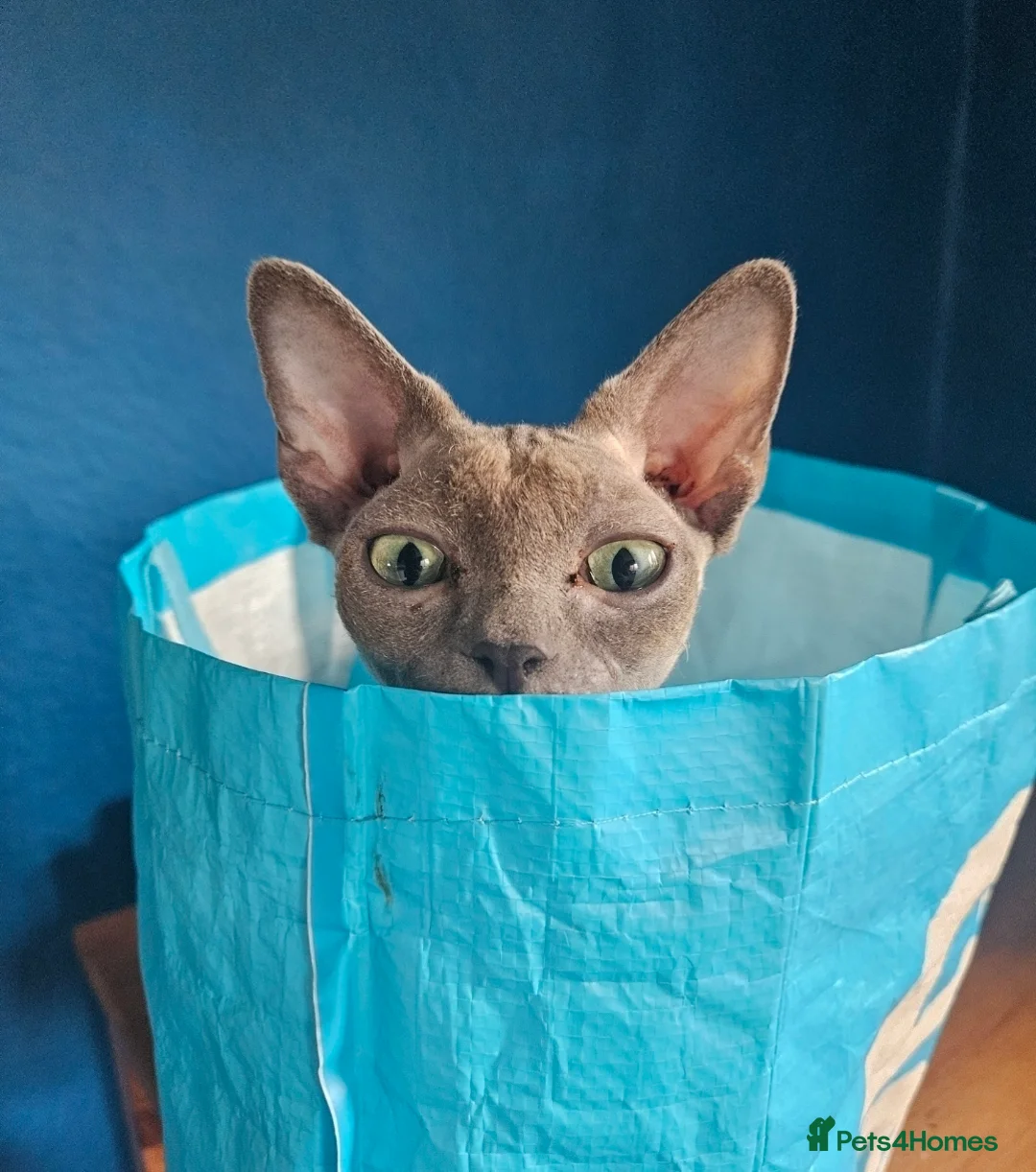 Sphynx cats for sale: Cuddly sphynx cat - Advert 2