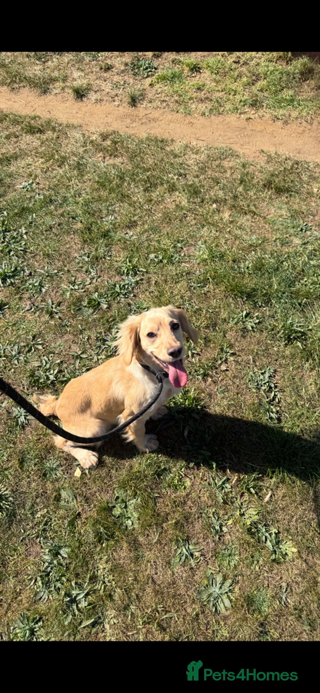 Cocker Spaniel dogs for sale: 5 gorgeous cocker spaniel puppies - Image 30