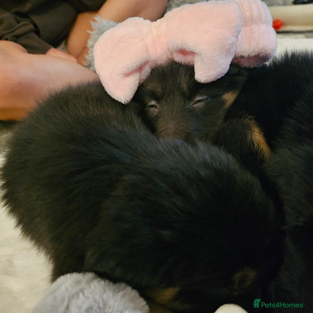 Mixed Breed dogs for sale: Beautiful little bear cubs - Advert 7