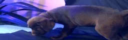 Labrador Retriever dogs for sale: Chocolate Labrador in Glasgow - Advert 4