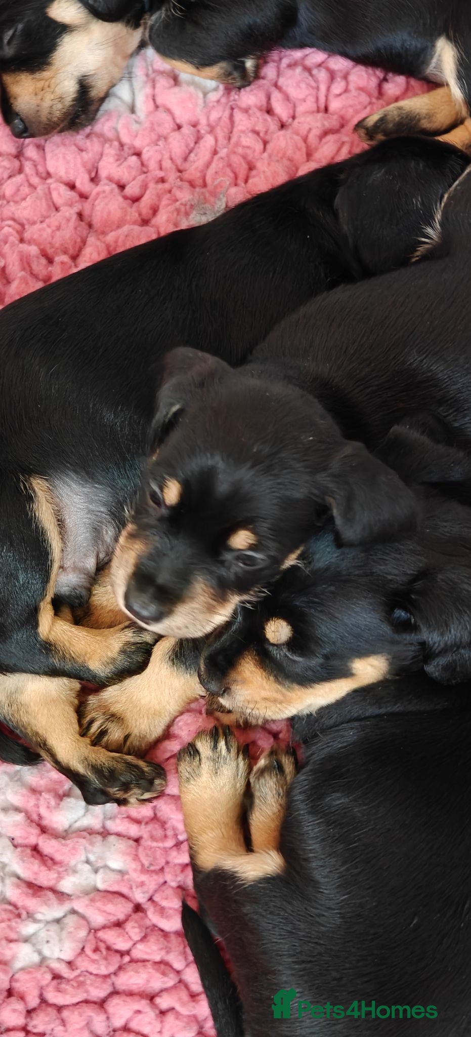 Mixed Breed dogs Mini Schnauzer /Mini Daxi F1 Schnoxie puppies  - Advert 2
