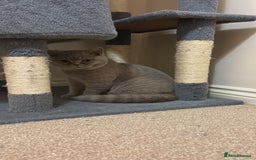 British Shorthair cats for sale: Sweet black golden shaded 💛💛 - Image 5