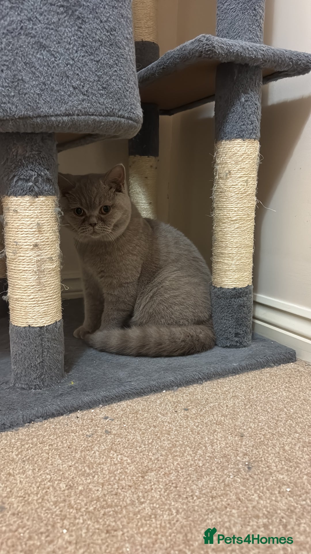 British Shorthair cats for sale: Sweet black golden shaded 💛💛 - Image 5