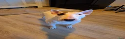 Mixed Breed dogs for sale: Bull terrier X Miniature Dachshund puppies in Chesterfield - Advert 10