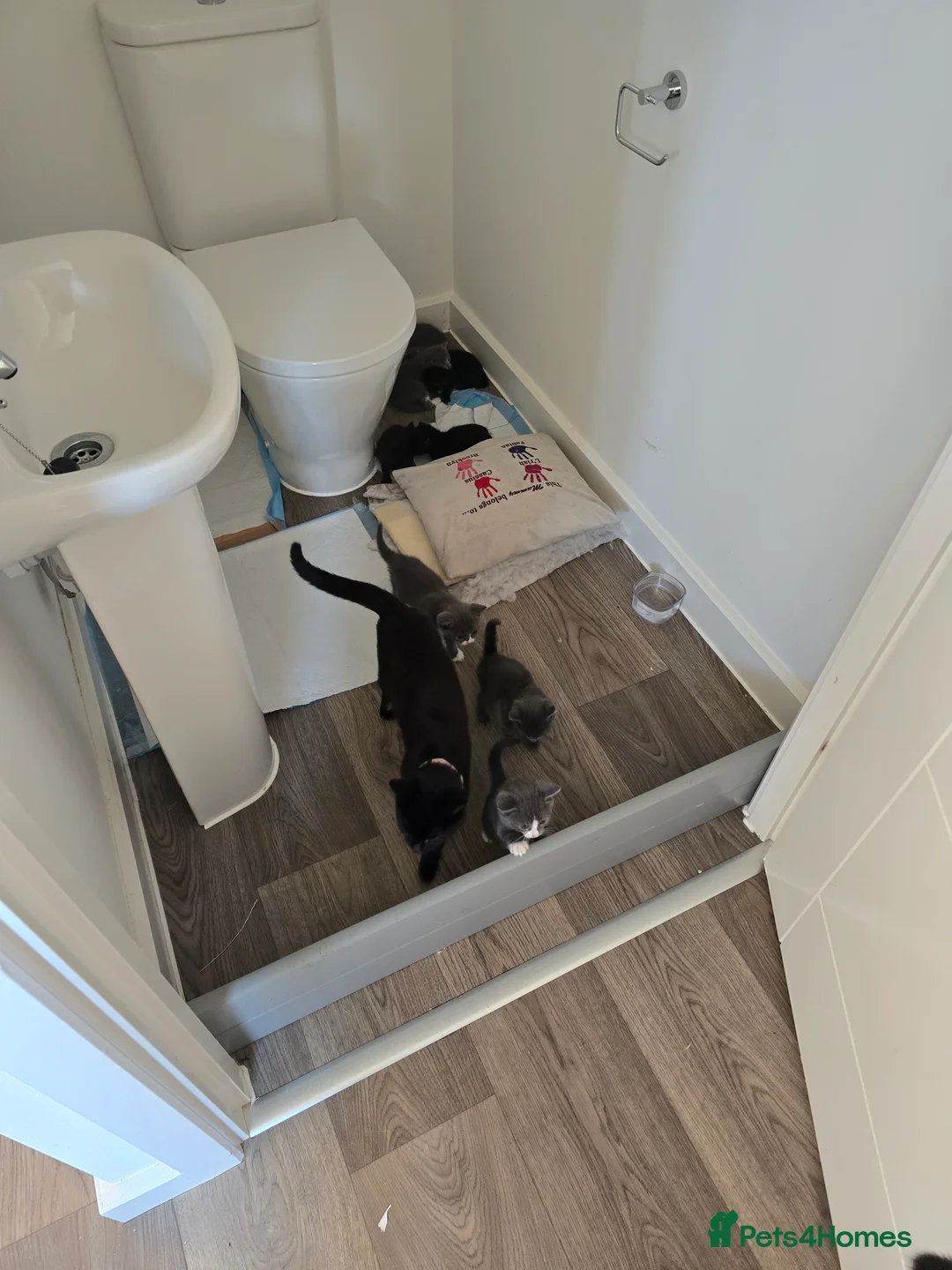 British Shorthair cats for sale: Bombay / British short hair kittens in Hinckley - Advert 2