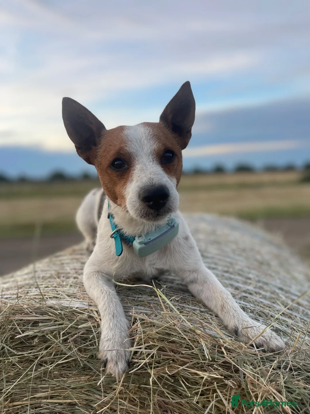 Mixed Breed dogs for sale: Gorgeous litter of jackadors  - Advert 8