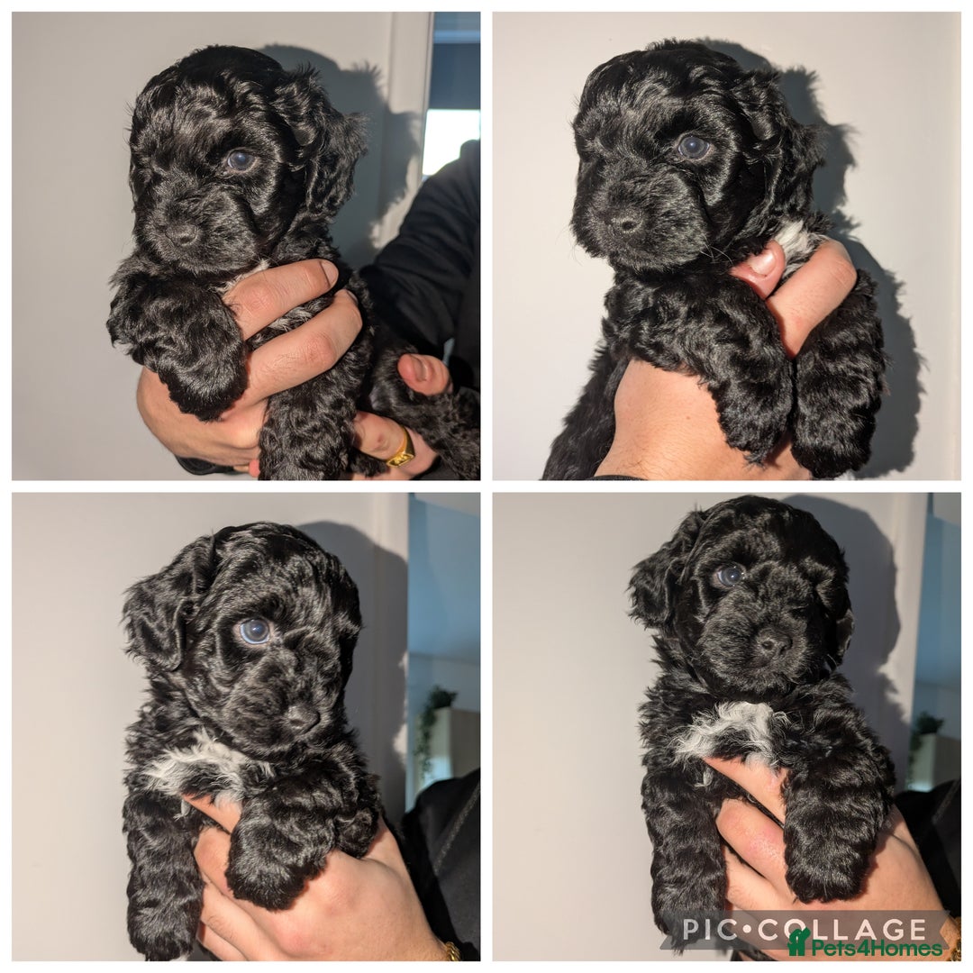 Yorkiepoo dogs for sale: Adorable Yorkiepoo puppies - Advert 4