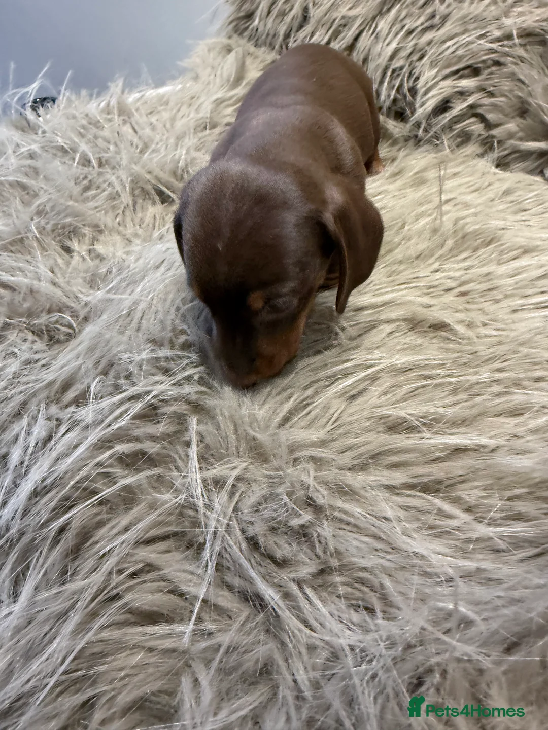 Miniature Dachshund dogs for sale: 🐾 5 Mini Dachshunds 4 dappled, 1 choc 🐾 - Advert 20