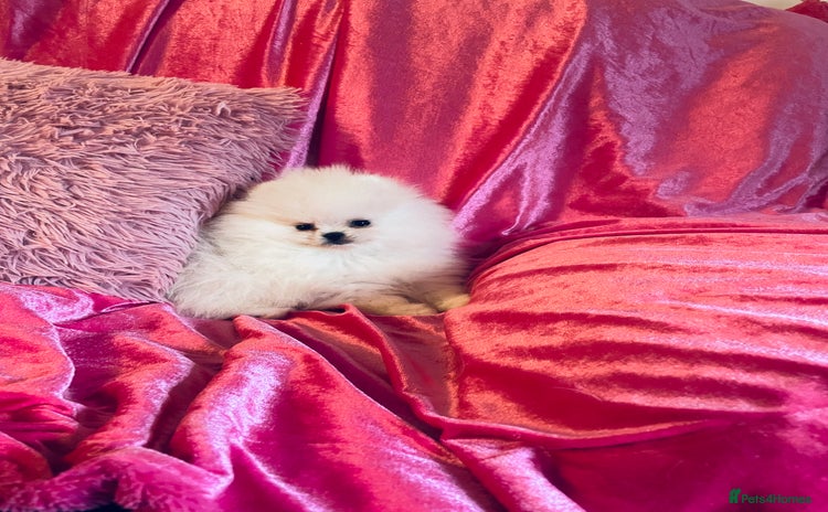 Pomeranian dogs - Advert 1