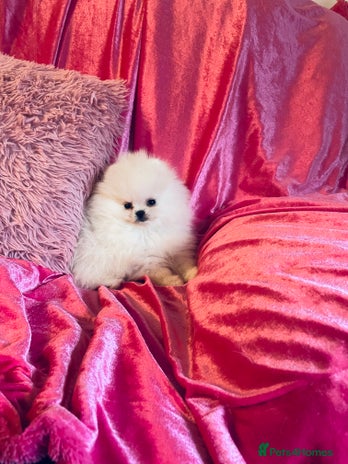 Pomeranian dogs - Advert 1