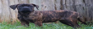 Presa Canario Puppy 3