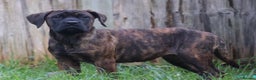 Presa Canario dogs for sale: Presa Canario Puppies (Recognised Breeder) - Advert 2