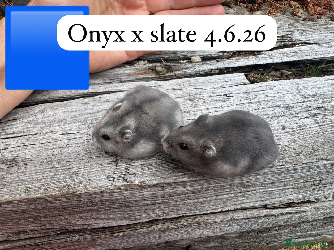 Hamster rodents for sale: Beautiful baby russian hamsters Sheffield in Sheffield - Advert 2