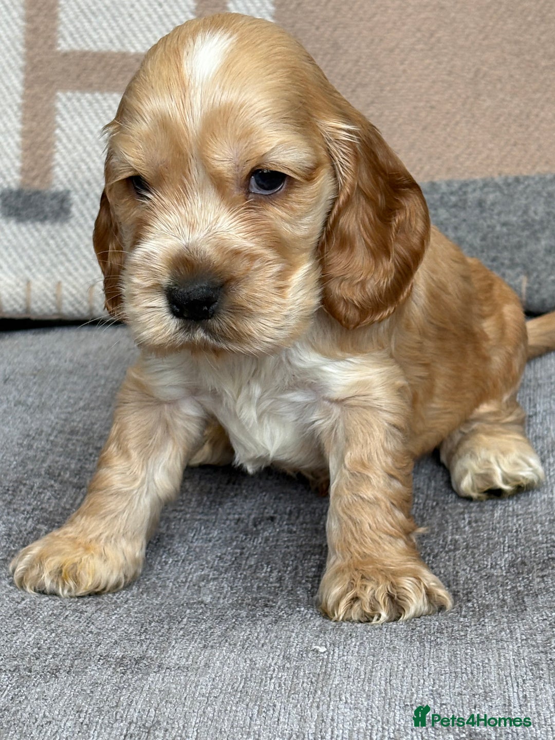 Spaniel Puppy Cockalier Rescue Cockalier For Adoption Cavalier