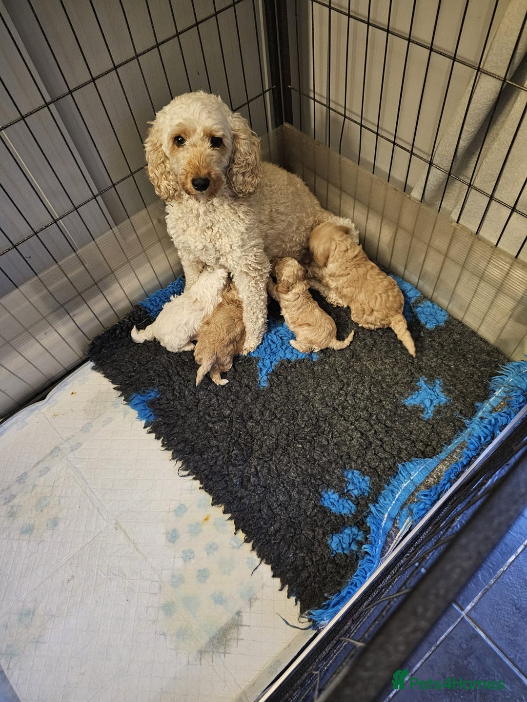Cockapoo dogs for sale: 1 beautiful cockapoo girl - Image 8
