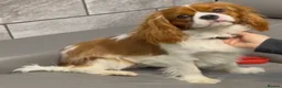 Cavalier King Charles Spaniel dogs for stud: KC REG CHAMPION SIRED HEALTH TESTED CLEAR CAV STUD in Hoddesdon - Advert 10
