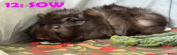 Guinea Pig rodents for sale: Various Guinea Pigs - Ready Now - Advert 23