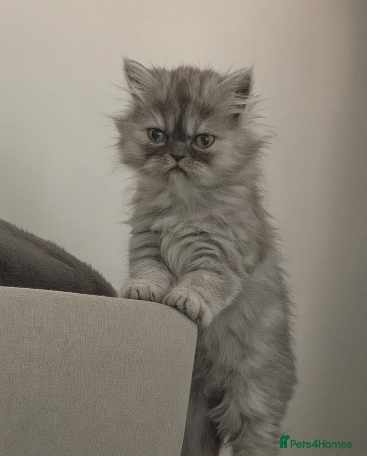 Persian cats Last Persian girl remaining. Ready to go - Advert 4