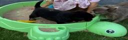 Rottweiler dogs for sale: Beautiful Rottweiler Pups  - Advert 8