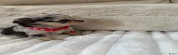 Chihuahua dogs for sale: Stunning litter of chihuahua babies!  - Advert 16
