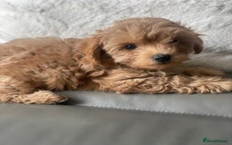 Toy Poodle dogs for sale: Toy poodle girls - Image 5