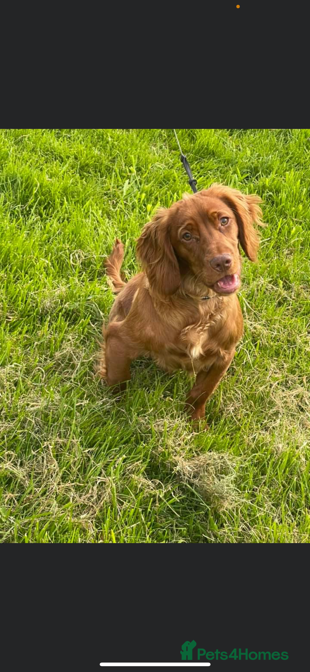 Cocker Spaniel dogs for sale: Fox red cocker male  - Image 5