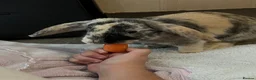 English Lop rabbits for sale: Biscuit  in Market Rasen - Advert 5