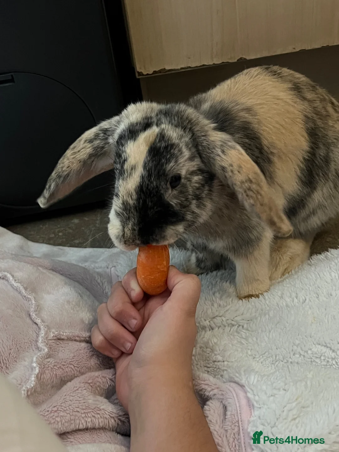 English Lop rabbits for sale: Biscuit  in Market Rasen - Advert 5
