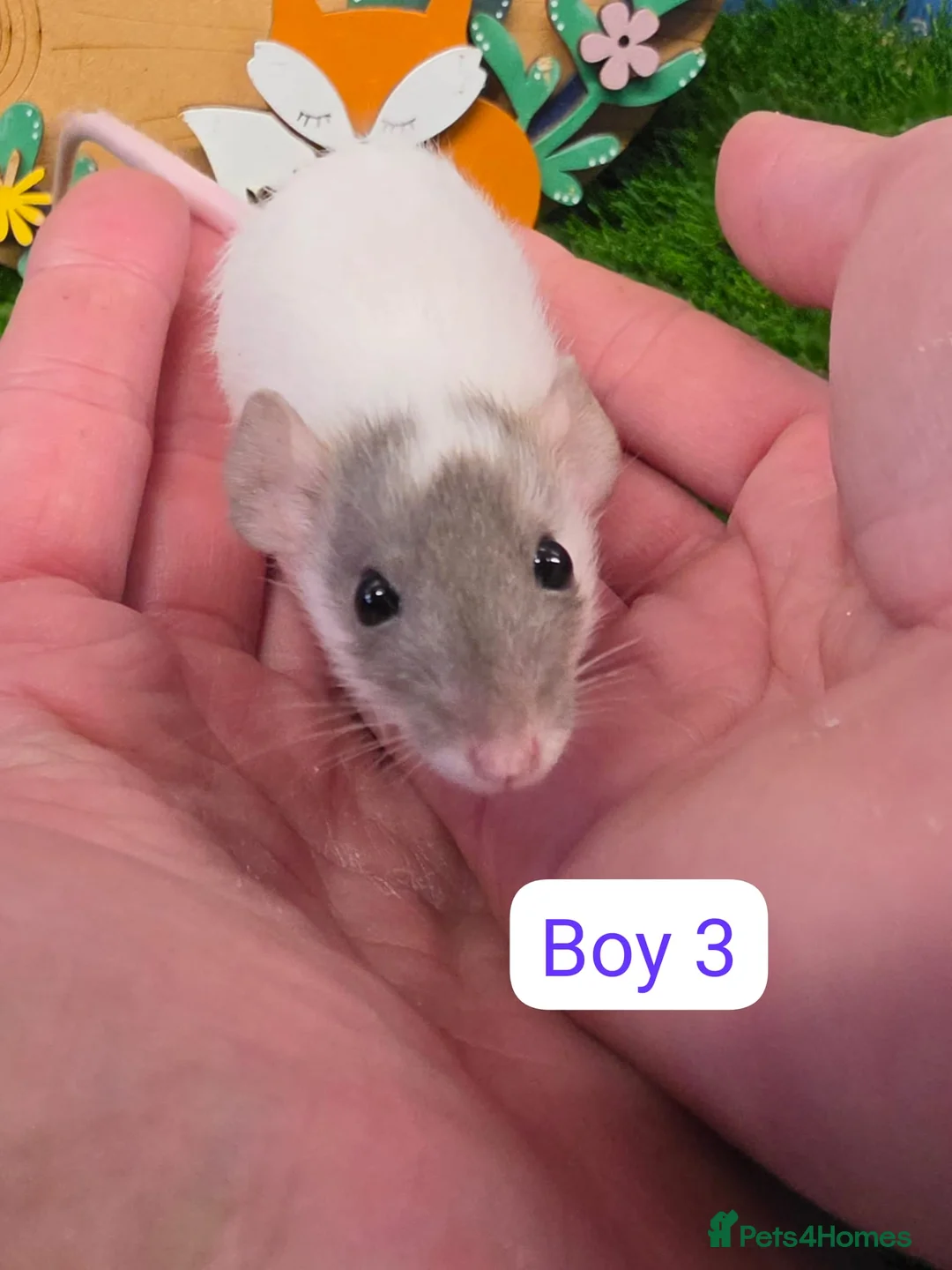 Rat rodents for sale: Baby Dwarf Rats 6 Weeks Old Boys Girls Available  - Advert 1