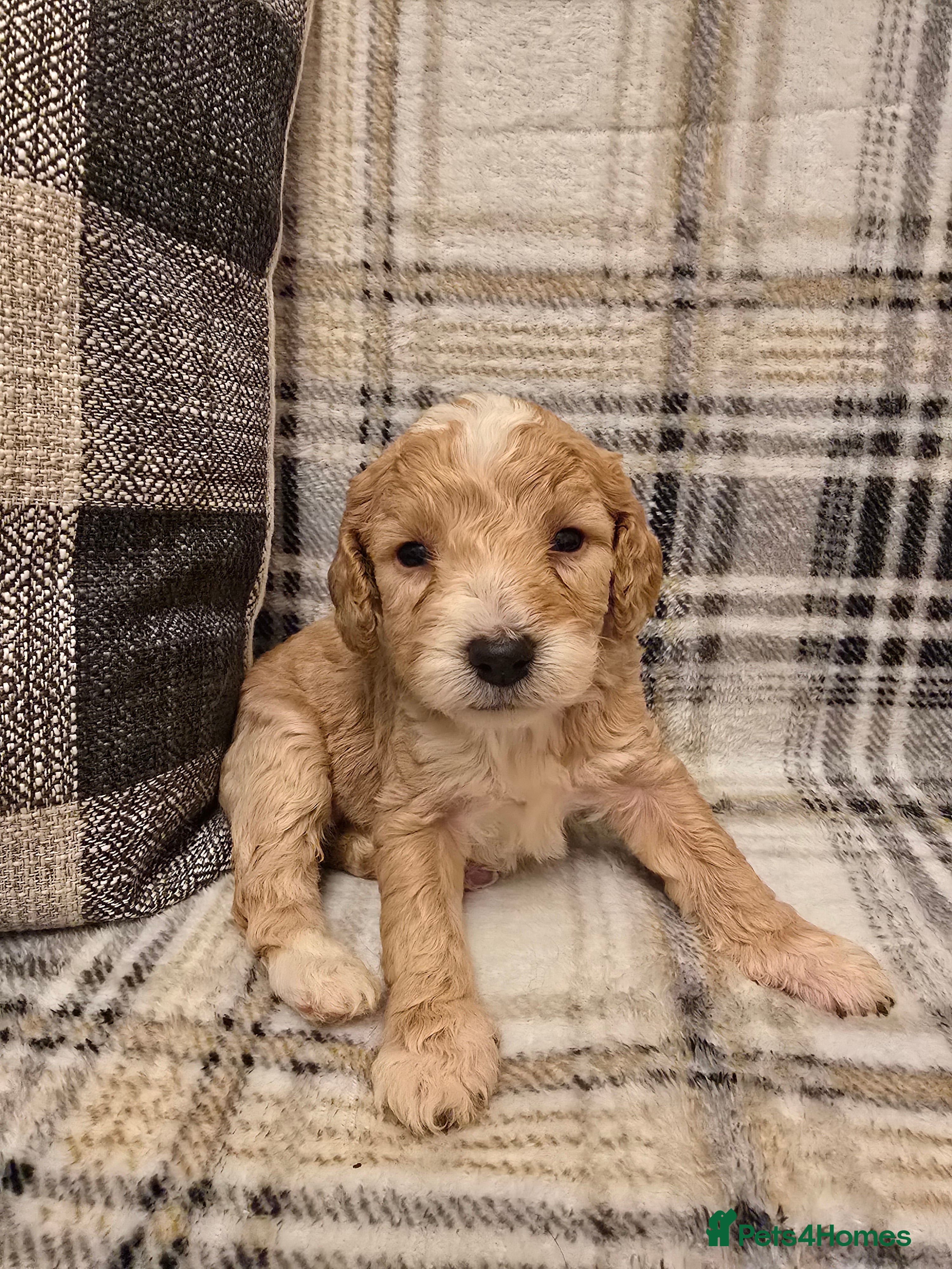 Goldendoodle dogs Goldendoodle🐶 - Advert 4