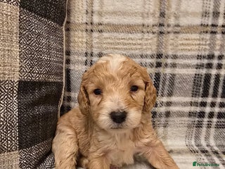 Goldendoodle dogs Goldendoodle🐶 - Advert 1