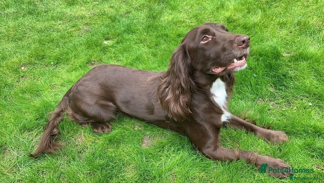 Cocker Spaniel dogs for sale: JOIN OUR WAITING LIST LITTER DUE 9th JANUARY 2026. - Advert 4