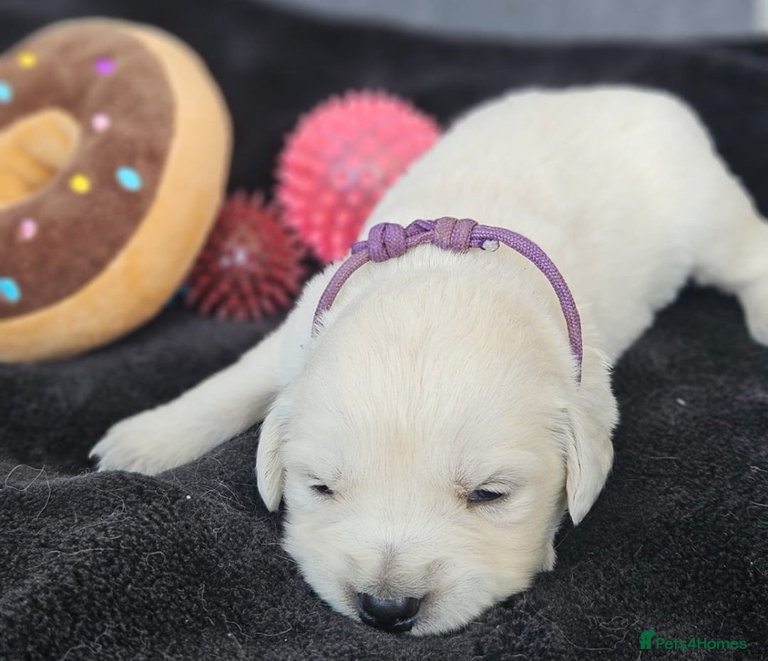 Golden Retriever dogs for sale: Gorgeous kc golden retrievers  - Image 14
