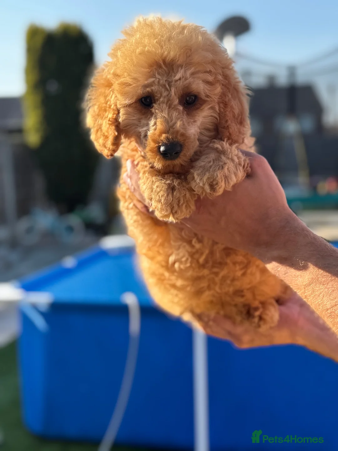 Miniature Poodle dogs for sale: READY TO LEAVE NOW APRICOT MALE £900 - Advert 1