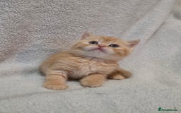 British Shorthair cats for sale: Beautiful British shorthair kittens - Image 3