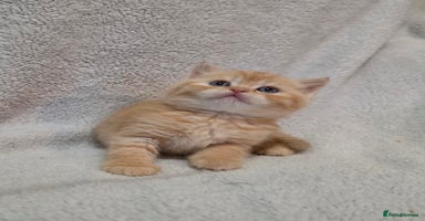 British Shorthair cats - Advert 16